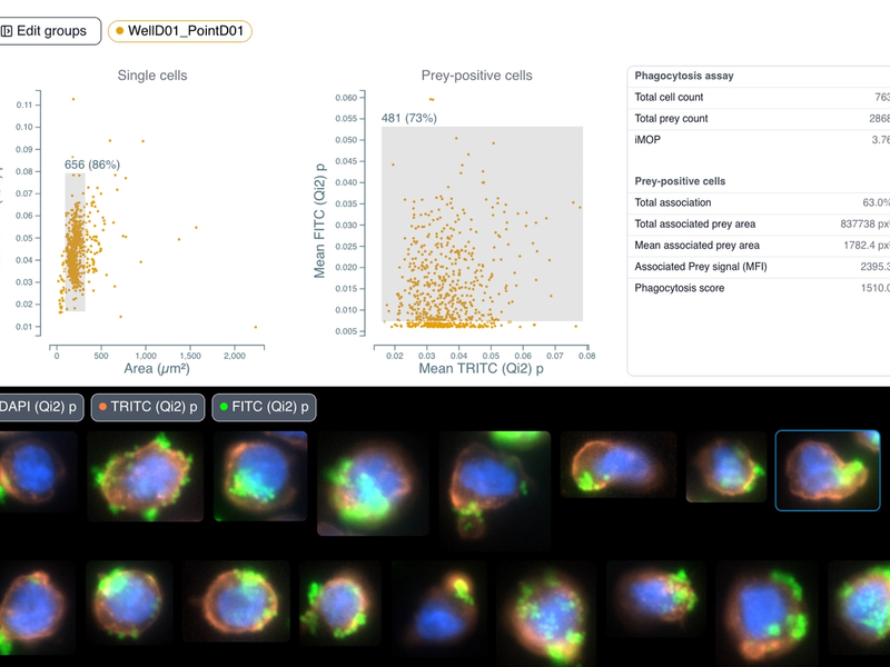 THP-1 Phagocytosis Assay