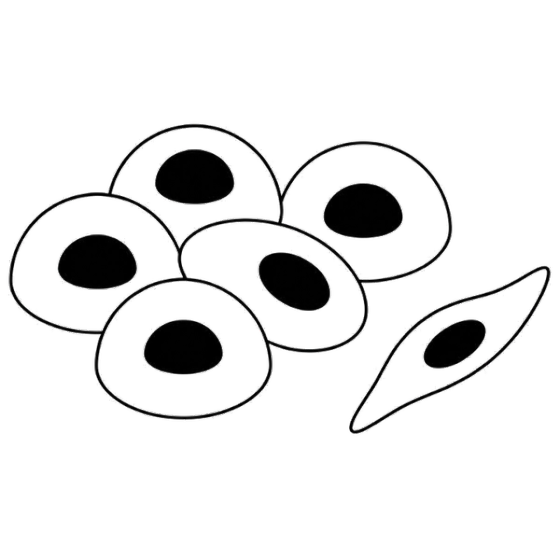Epithelial–Mesenchymal Transition Phenotyping illustration