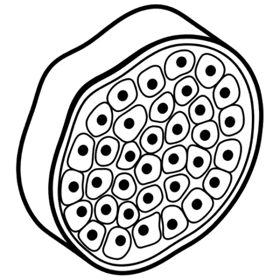 Tissue Cellularity Quantification illustration