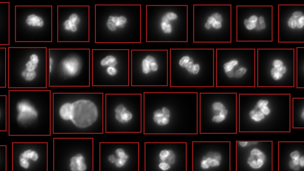 How to identify different blood cell types in your sample (neutrophils, RBCs, platelets) without multiple antibodies or elaborate protocols