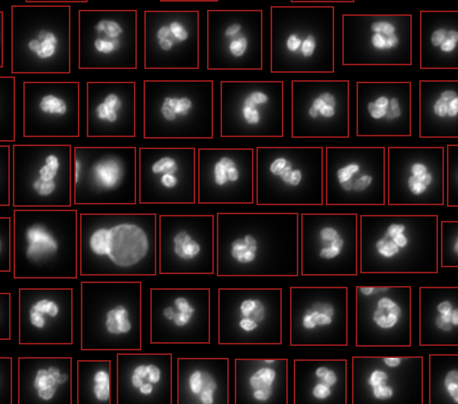 How to identify different blood cell types in your sample (neutrophils, RBCs, platelets) without multiple antibodies or elaborate protocols