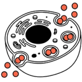 Endocytosis & Peptide Uptake