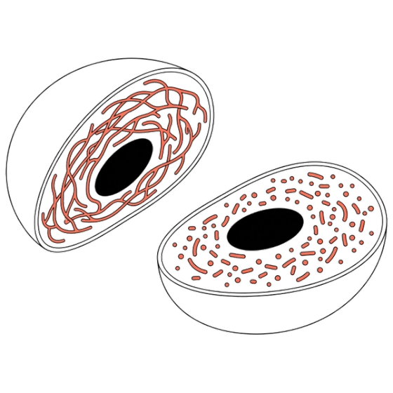 Mitochondrial Fragmentation & Mass illustration