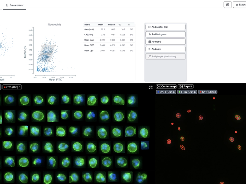 Blood Cell Analysis - Neutrophils