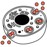 Endocytosis & Peptide Uptake