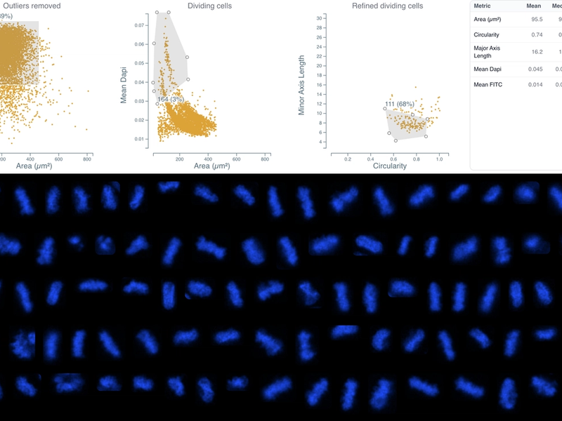 Cell Cycle Analysis - Mitotic Cells in HeLa Cultures