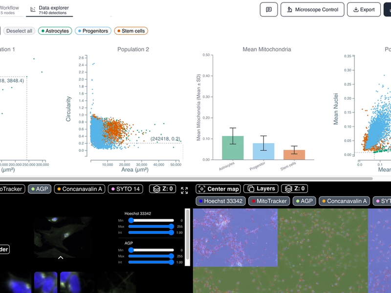 Cell Morphology - Pluripotent Stem Cell Differentiation States