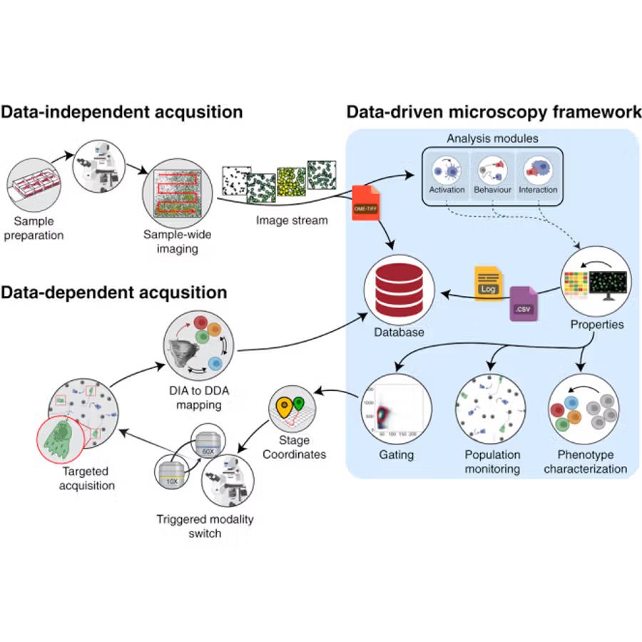 Visual abstract for Data-driven microscopy allows for automated context-specific acquisition of high-fidelity image data