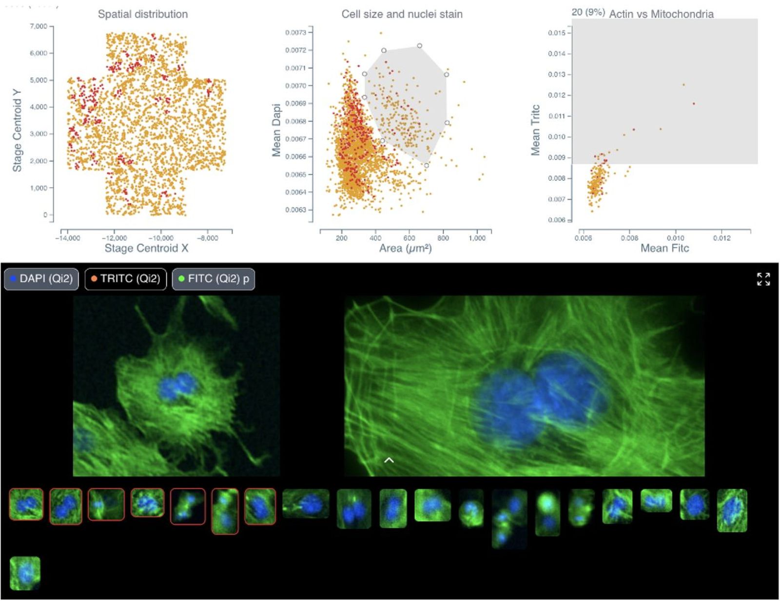 2: Side by side comparison of initial low-resolution image and curated high-resolution reimaging of the same cell.