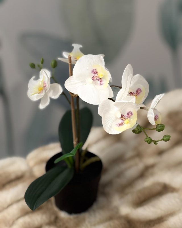 Bílá orchidej v ošetřovně salonu