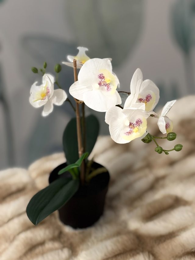 Bílá orchidej v ošetřovně salonu