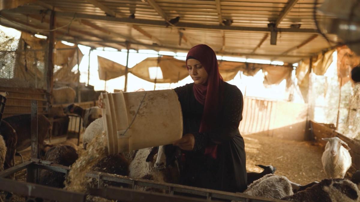 A woman pours grain into a feeding pen for animals like sheep