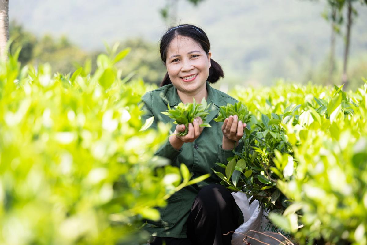 Nguyen Thi Du picking tea leaves at her production facility in Thai Nguyen province, Vietnam