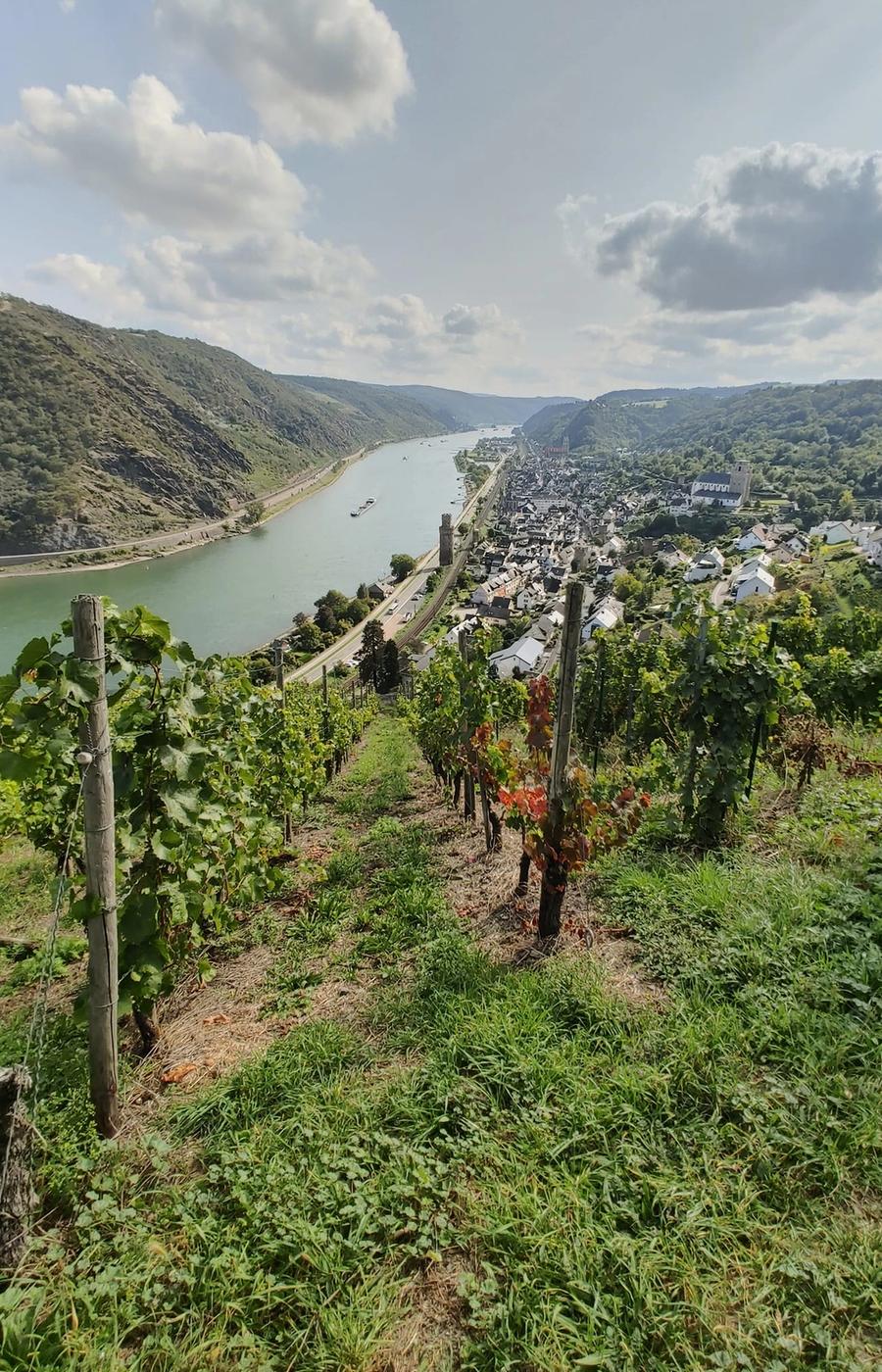 Riesling country: terraced slopes above the Mosel, a thirty-minute drive from the flight line.