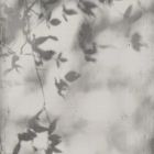Shadow