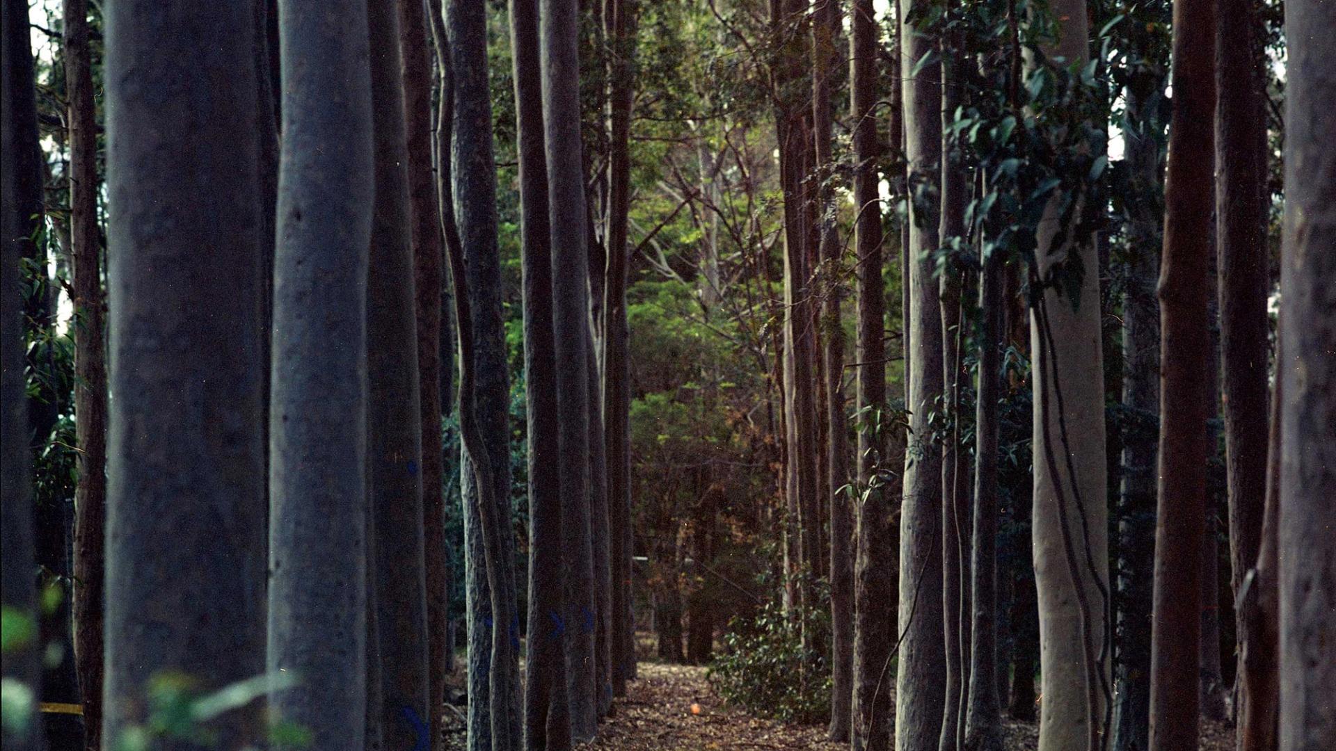 Corridor of trees.