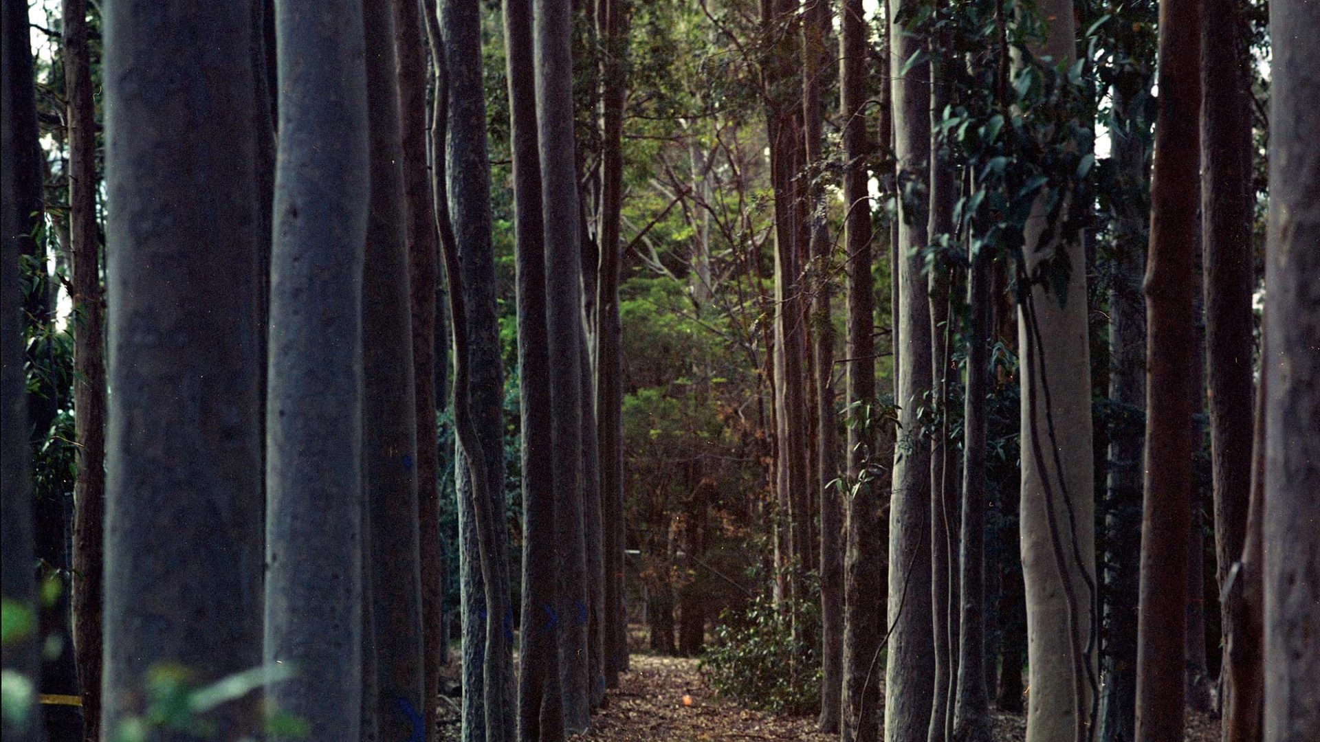 Corridor of trees.
