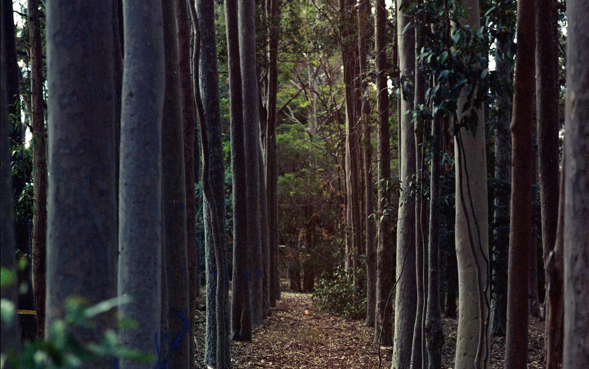 Corridor of trees.