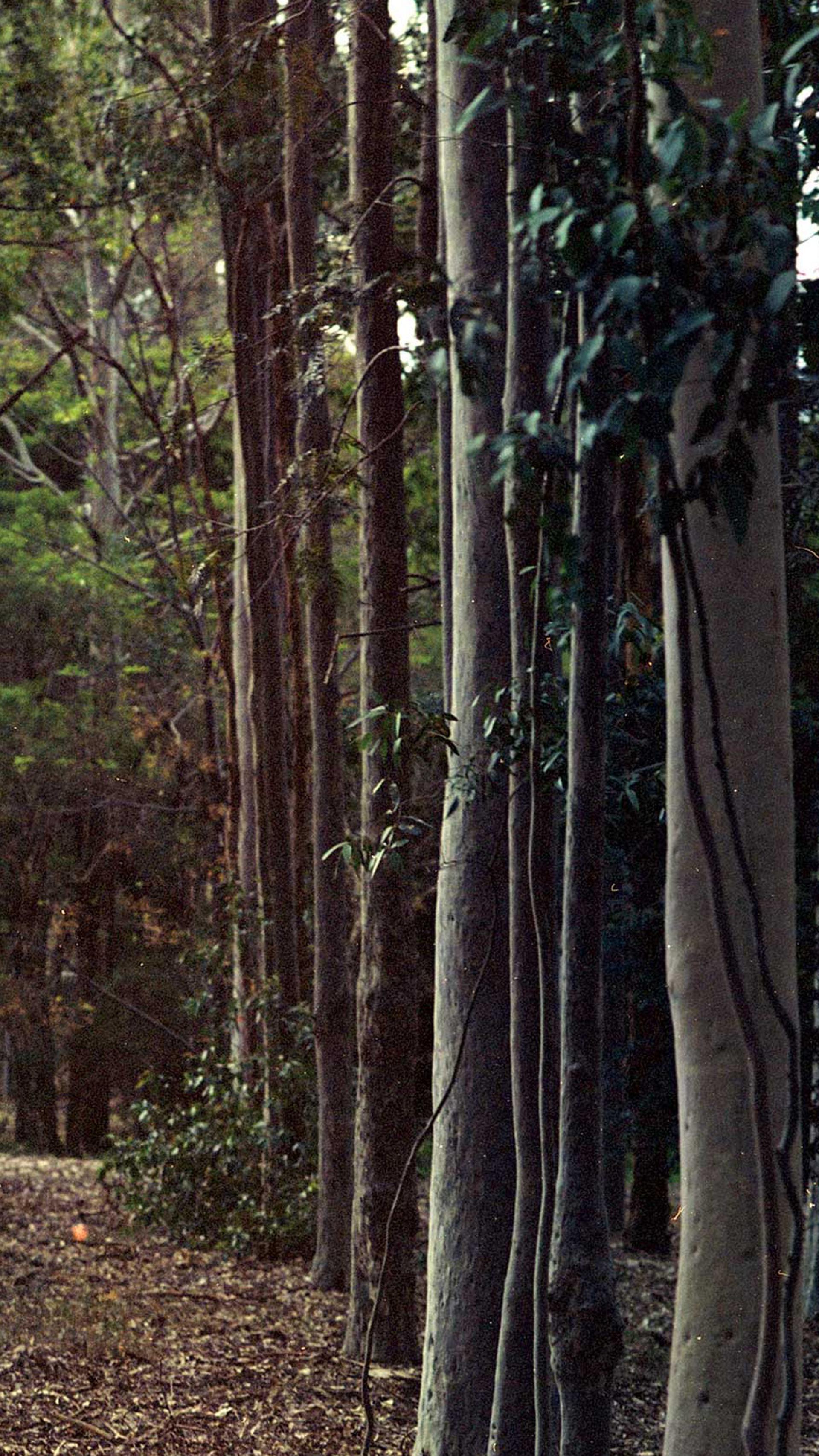 Corridor of trees.