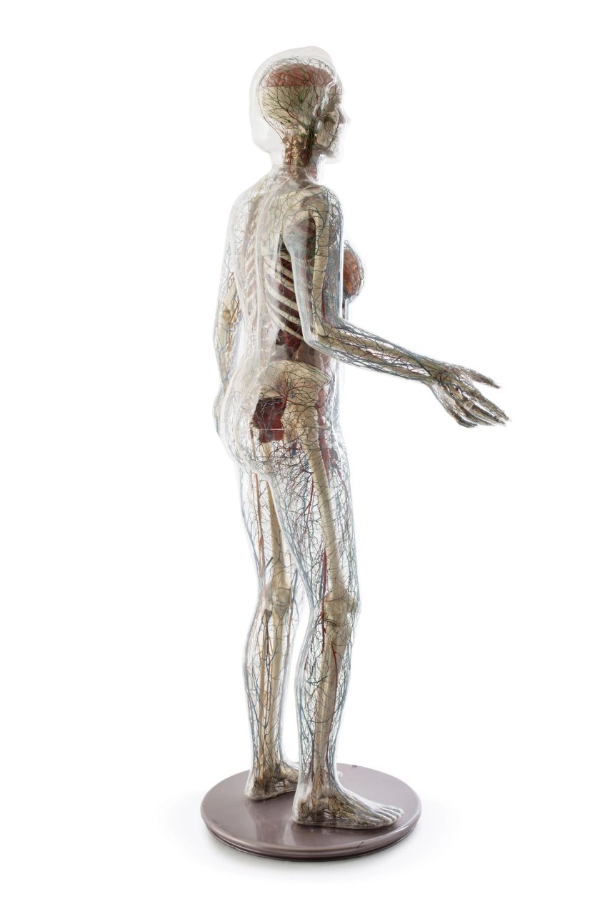 A life-size anatomical model of a woman with transparent plastic casing revealing her internal construction.