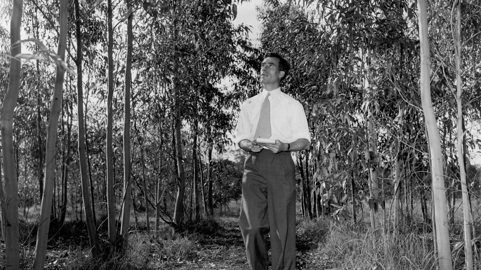 Black and white photograph of man walking through eucalyptus plantation