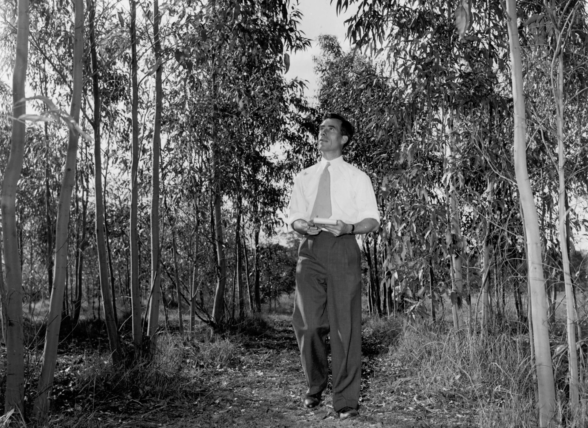 Black and white photograph of man walking through eucalyptus plantation