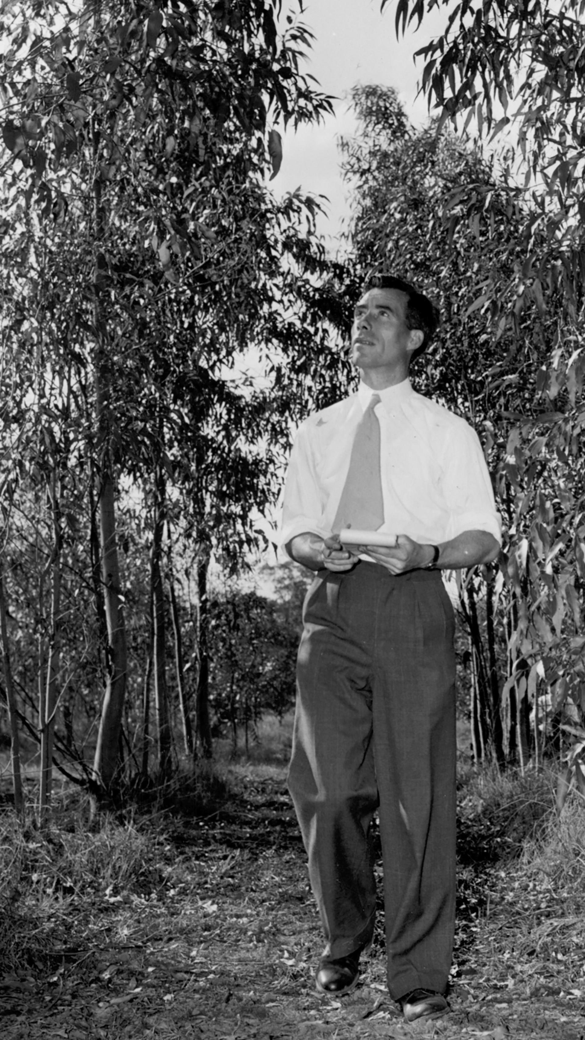 Black and white photograph of man walking through eucalyptus plantation