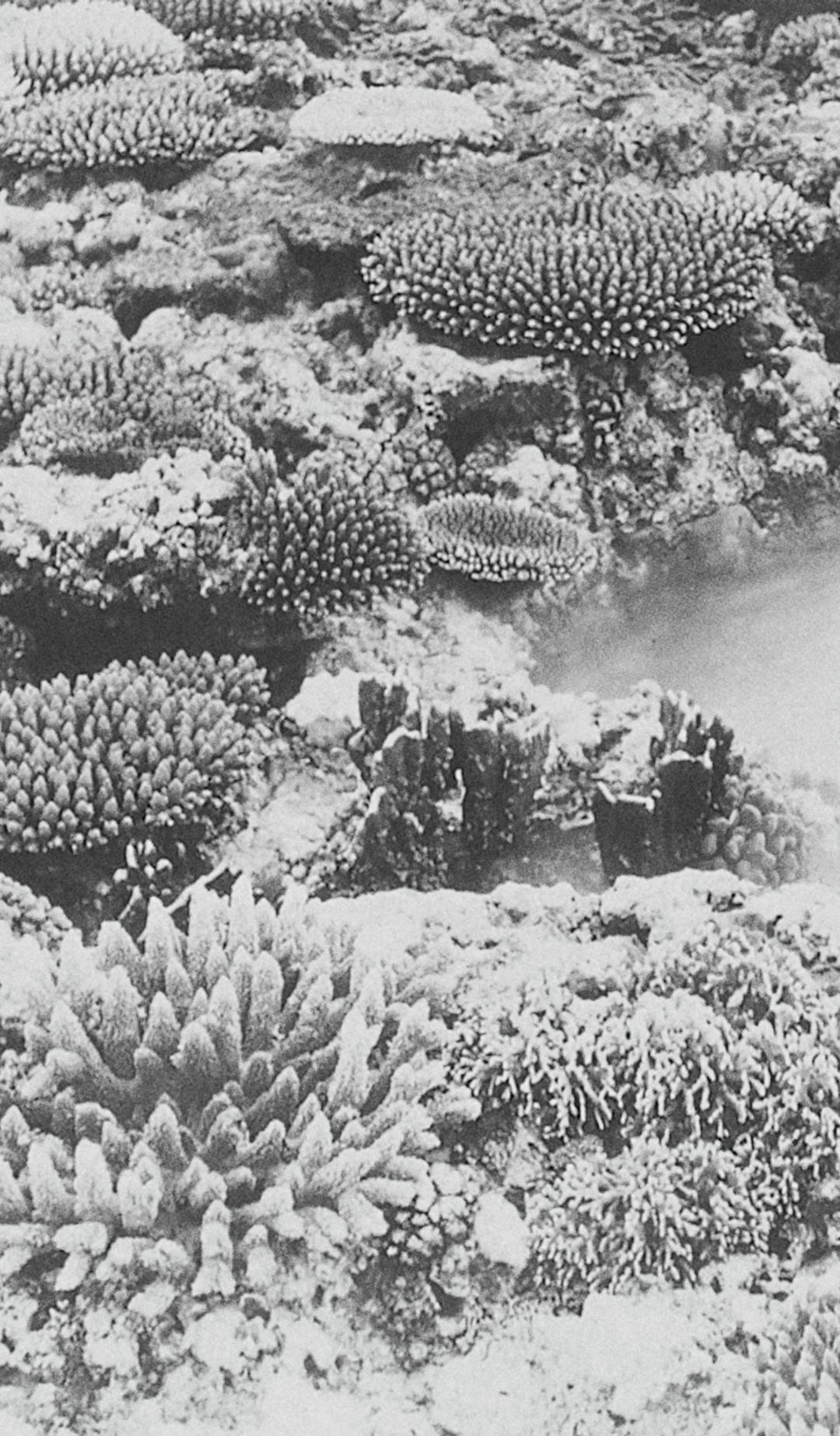 coral