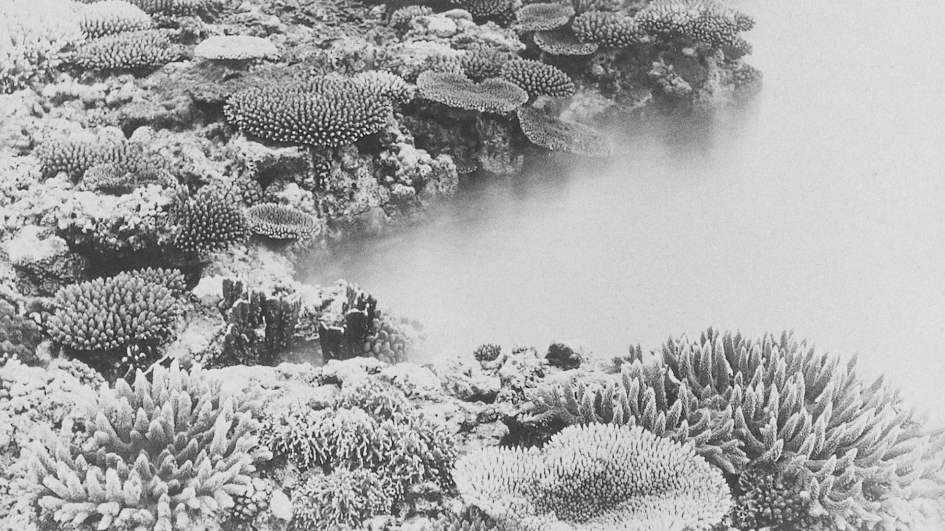 coral