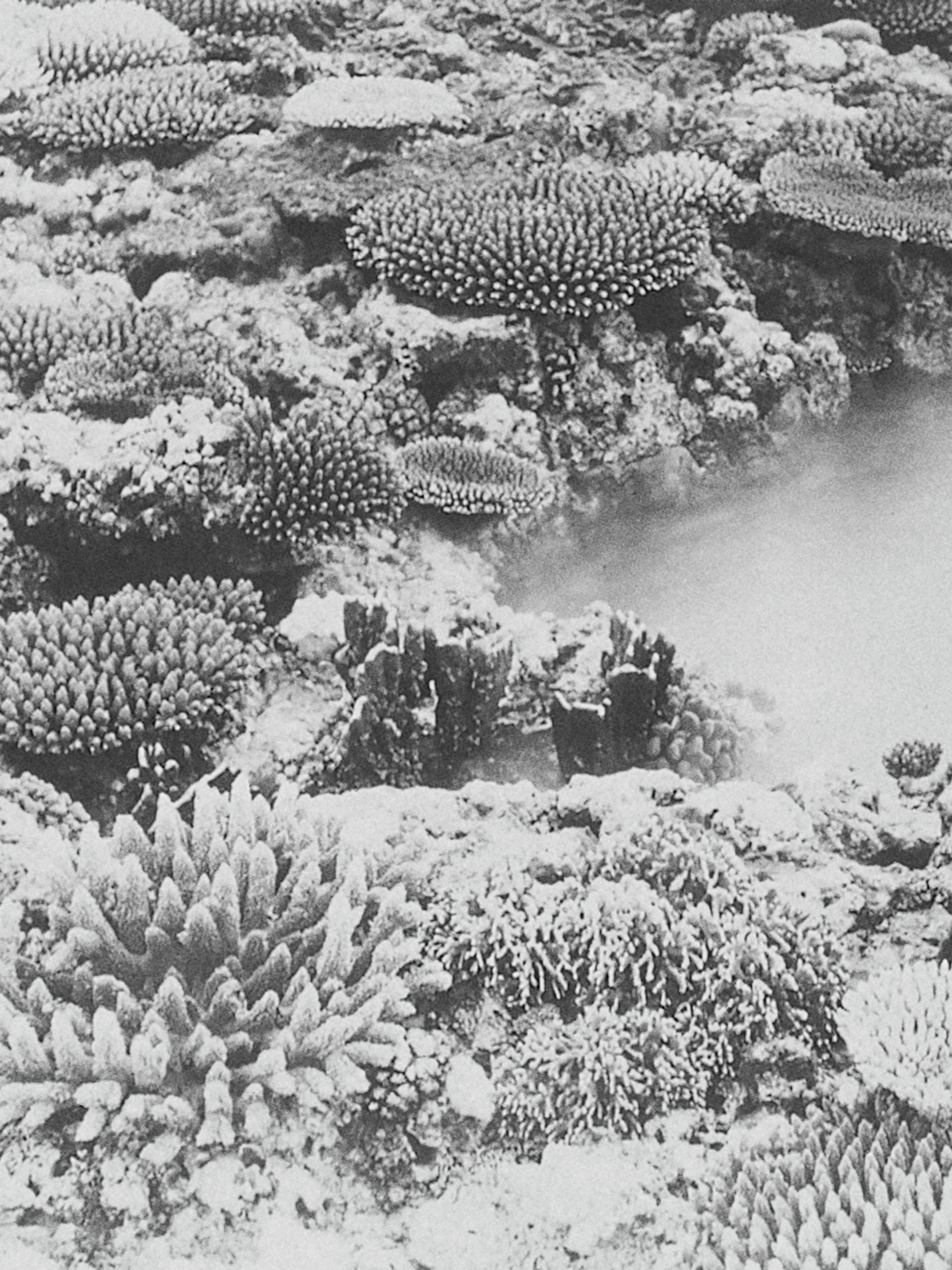 coral
