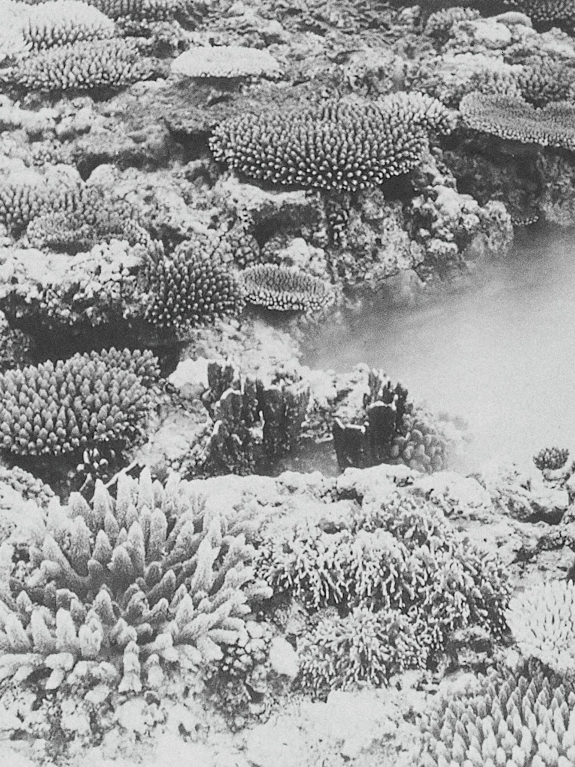 coral