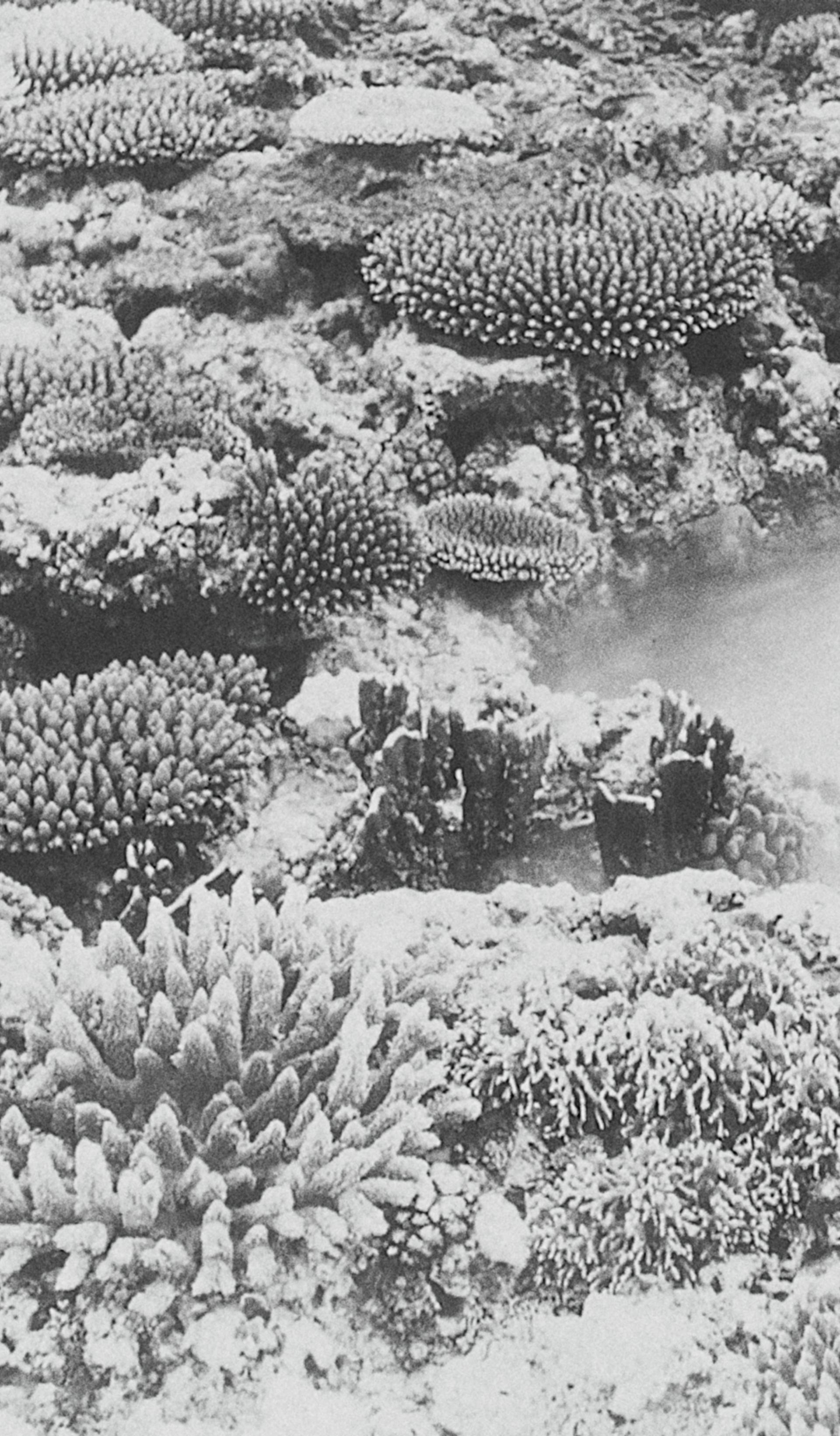 coral