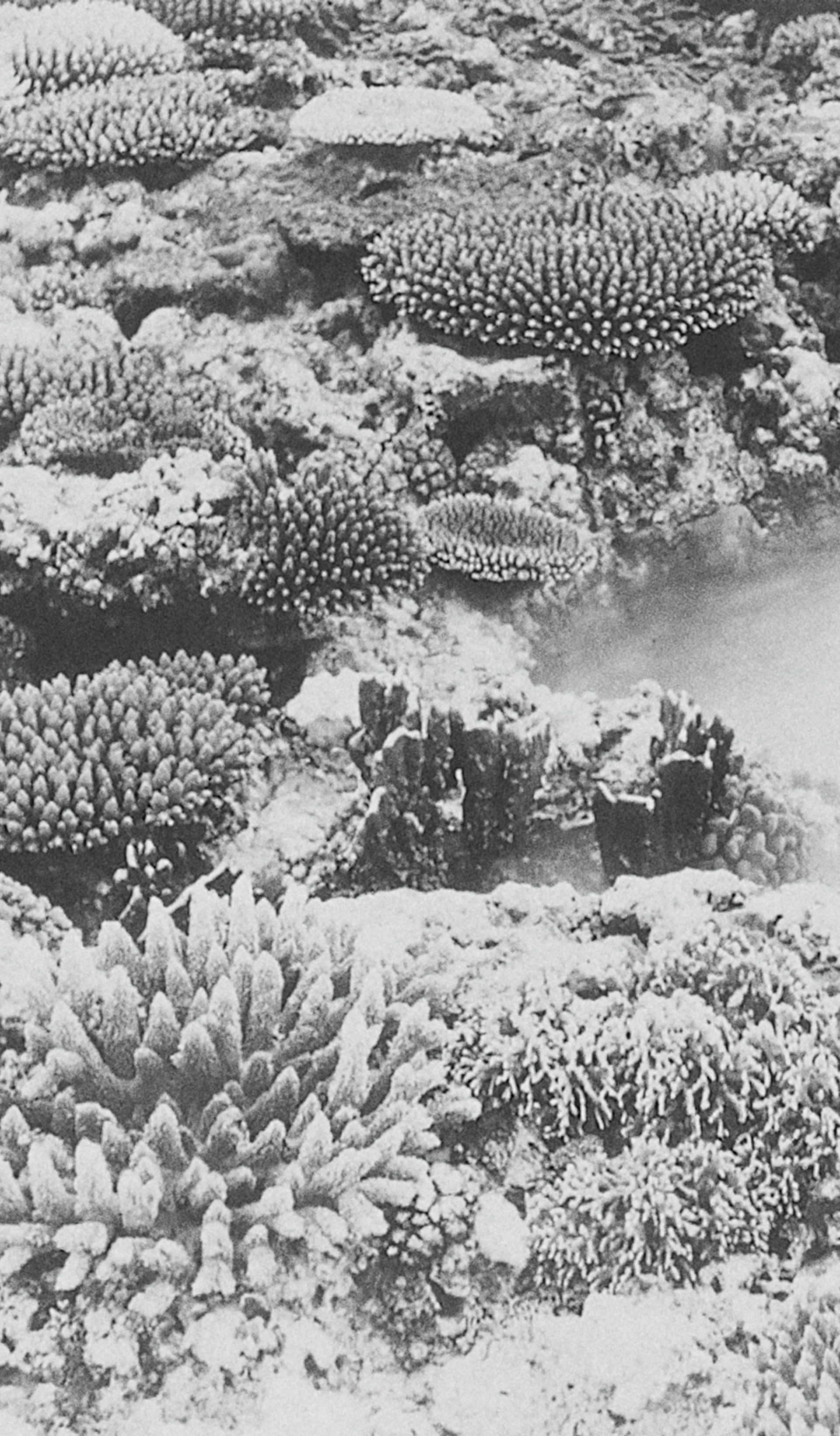 coral