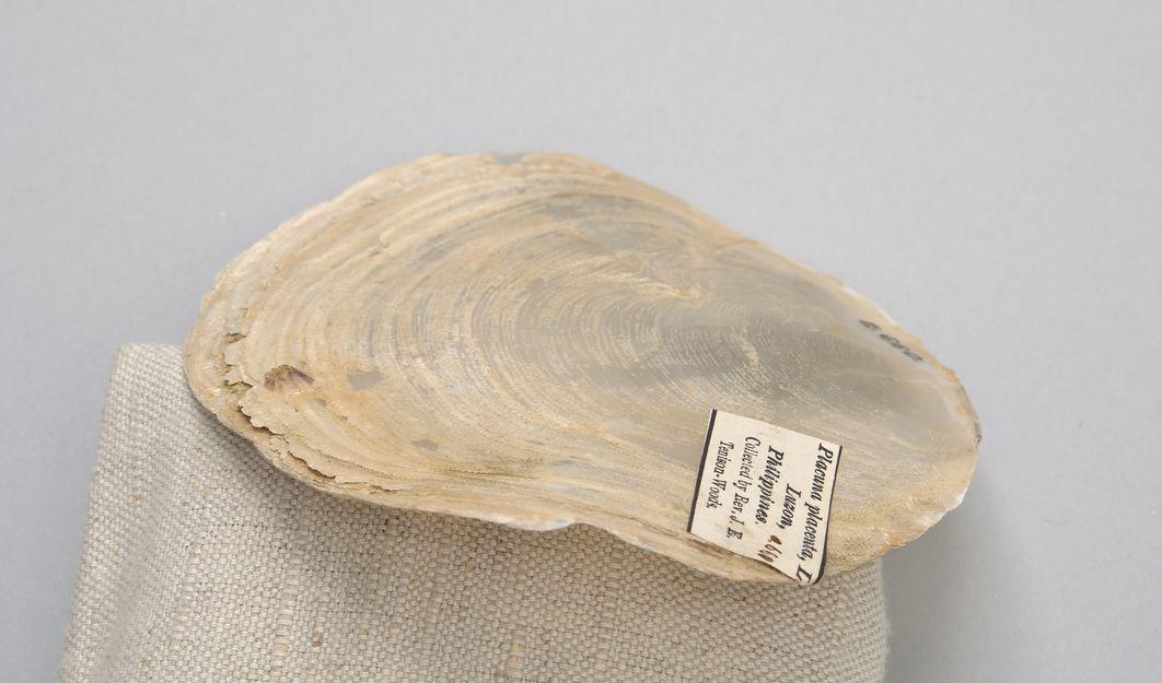 Oyster shell, light brown in colour.
