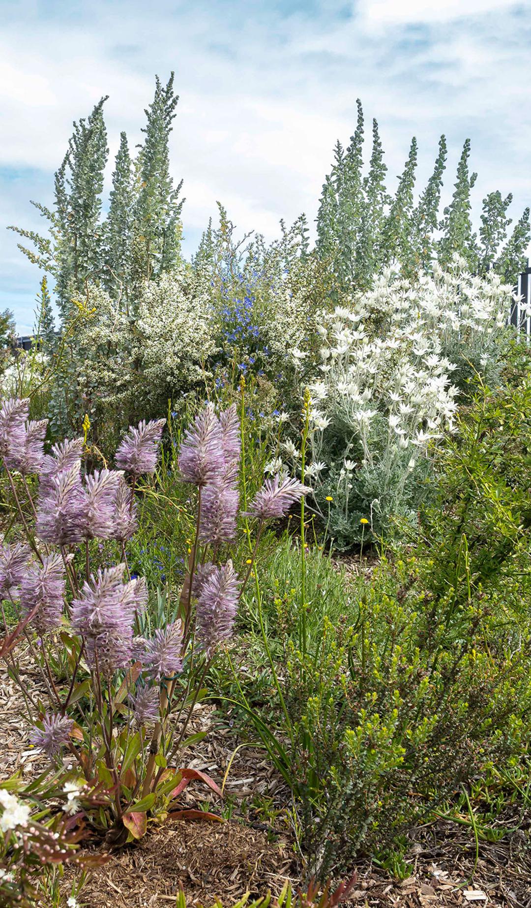 Lilac, white, yellow and green flowers and plants on a patch of soil. In the background is a building on the right and a cloudy sky on the left.