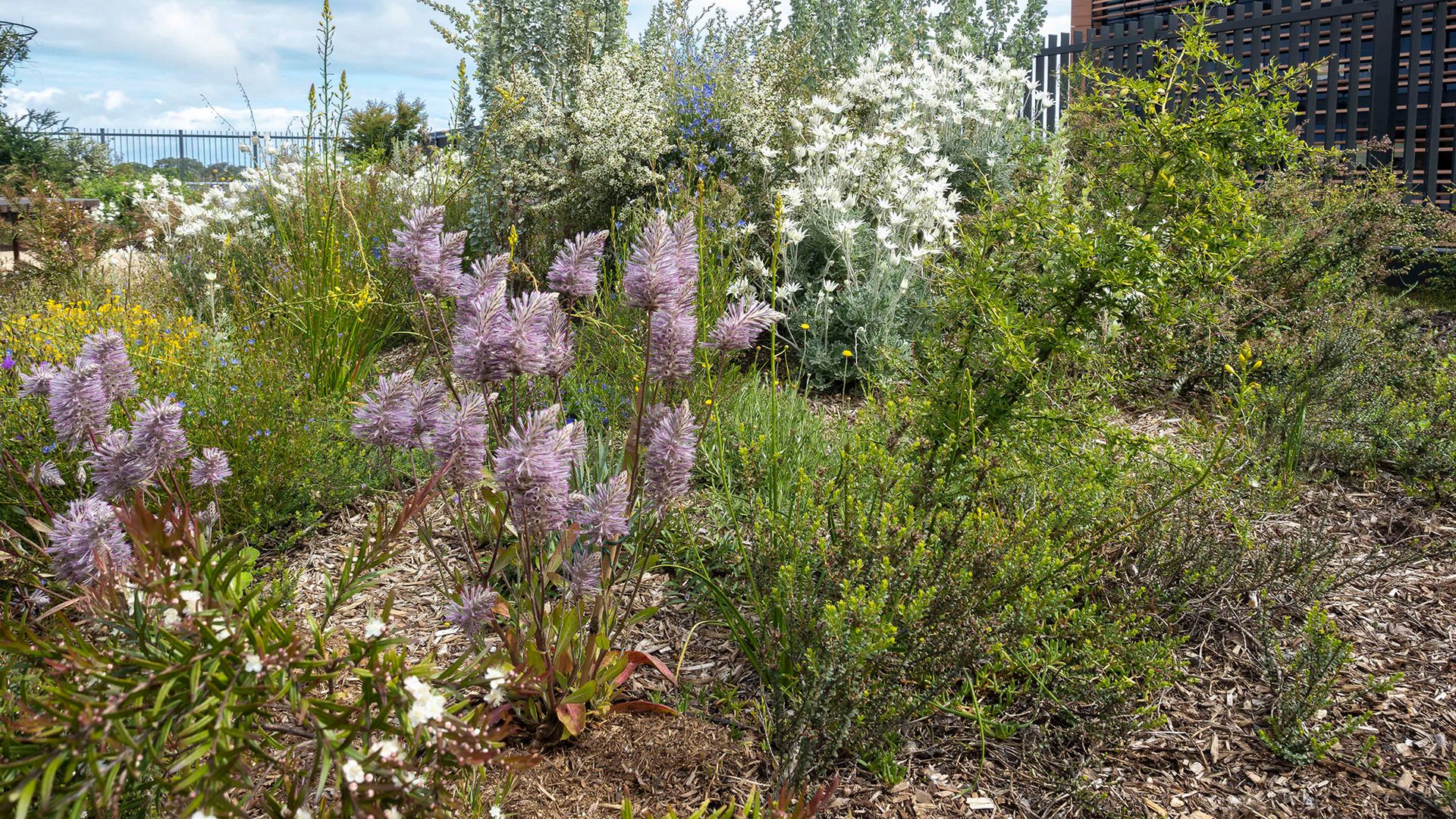 Lilac, white, yellow and green flowers and plants on a patch of soil. In the background is a building on the right and a cloudy sky on the left.