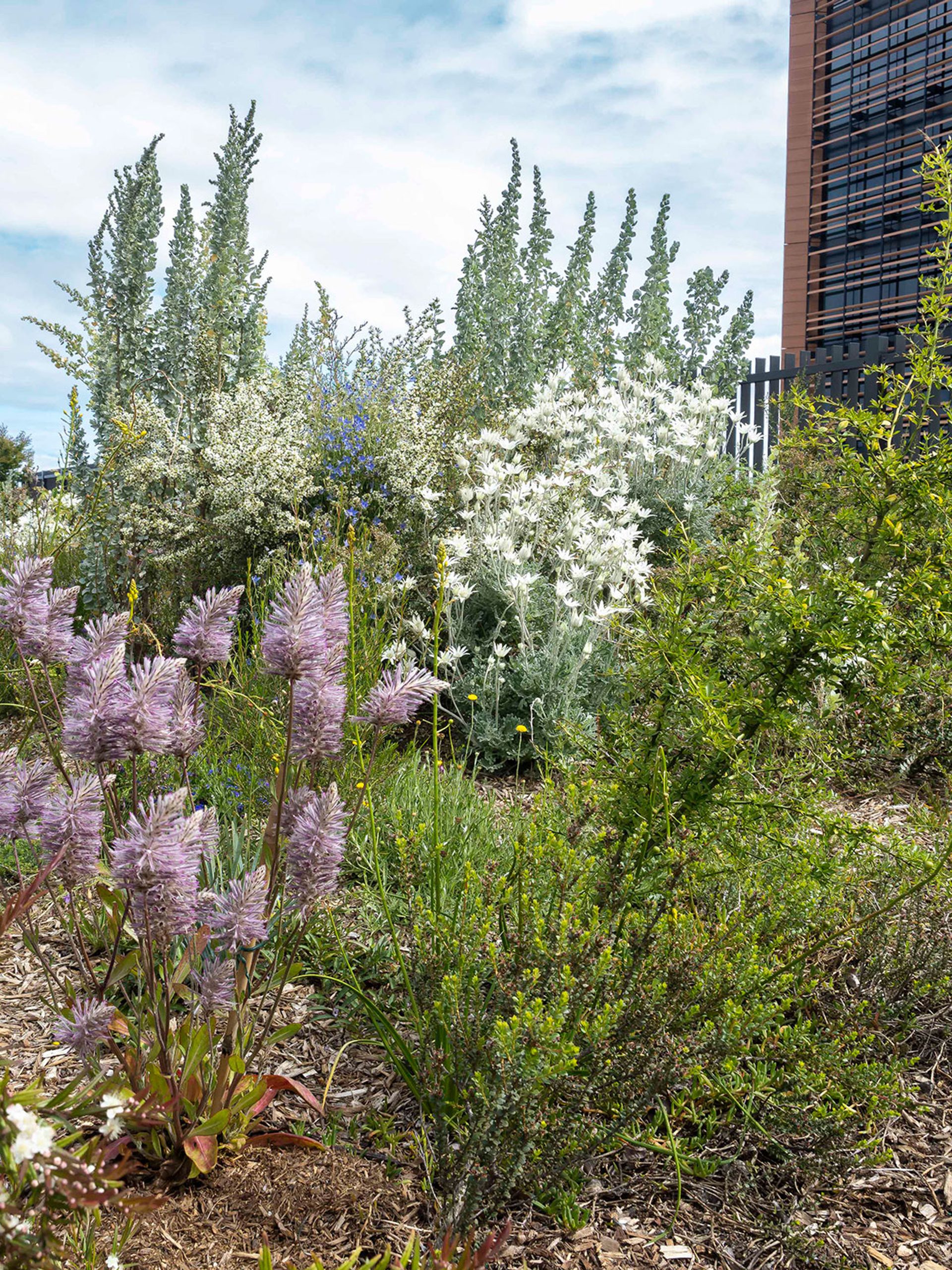 Lilac, white, yellow and green flowers and plants on a patch of soil. In the background is a building on the right and a cloudy sky on the left.