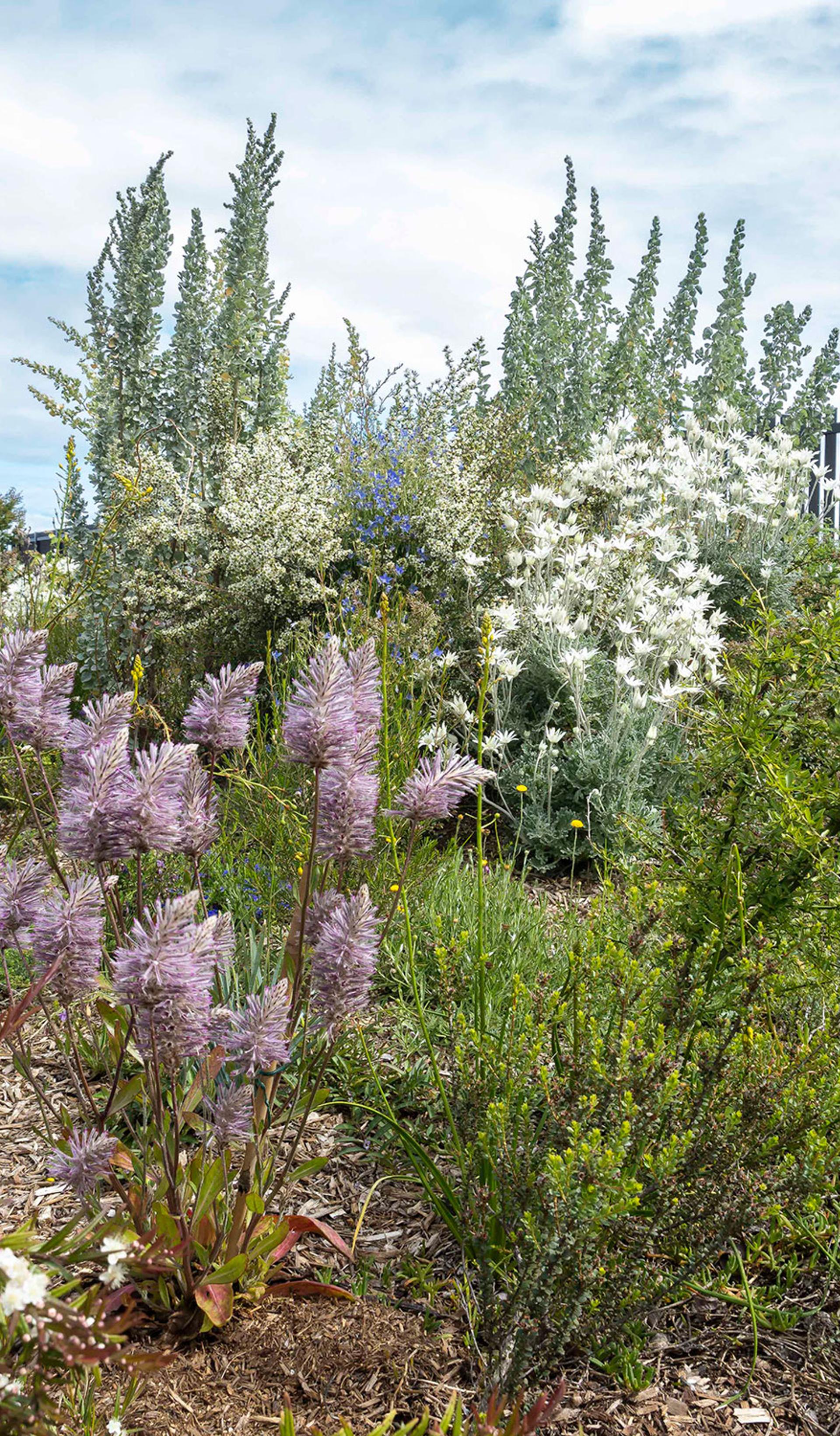 Lilac, white, yellow and green flowers and plants on a patch of soil. In the background is a building on the right and a cloudy sky on the left.