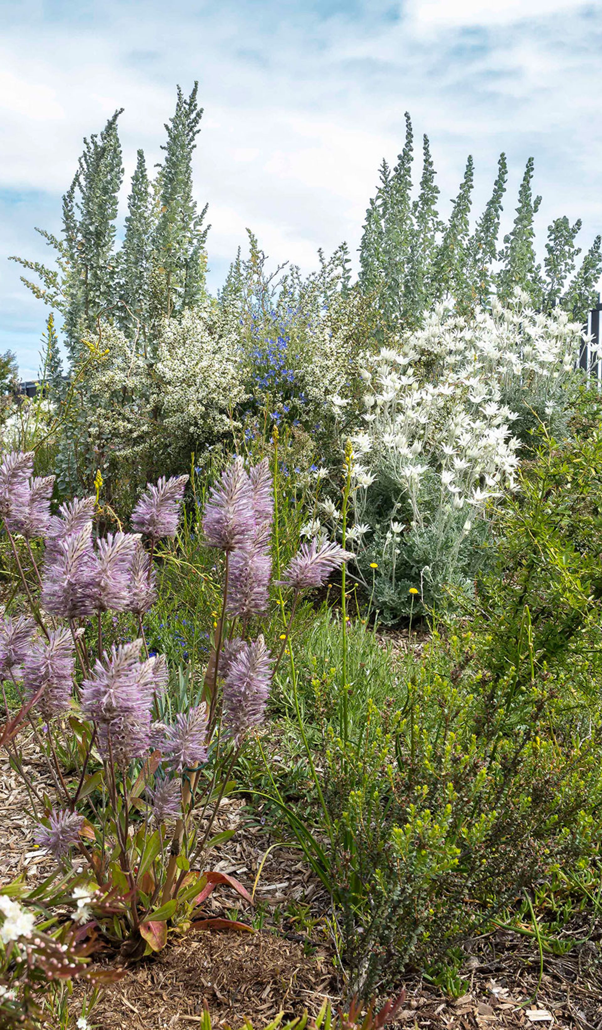 Lilac, white, yellow and green flowers and plants on a patch of soil. In the background is a building on the right and a cloudy sky on the left.