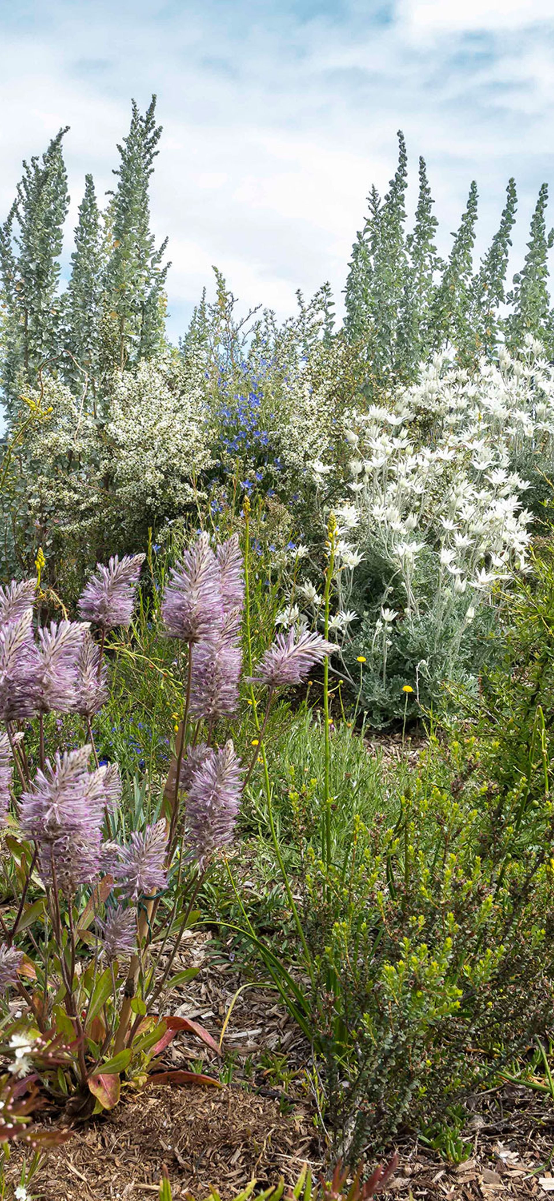 Jiwah – Indigenous Rooftop Farming