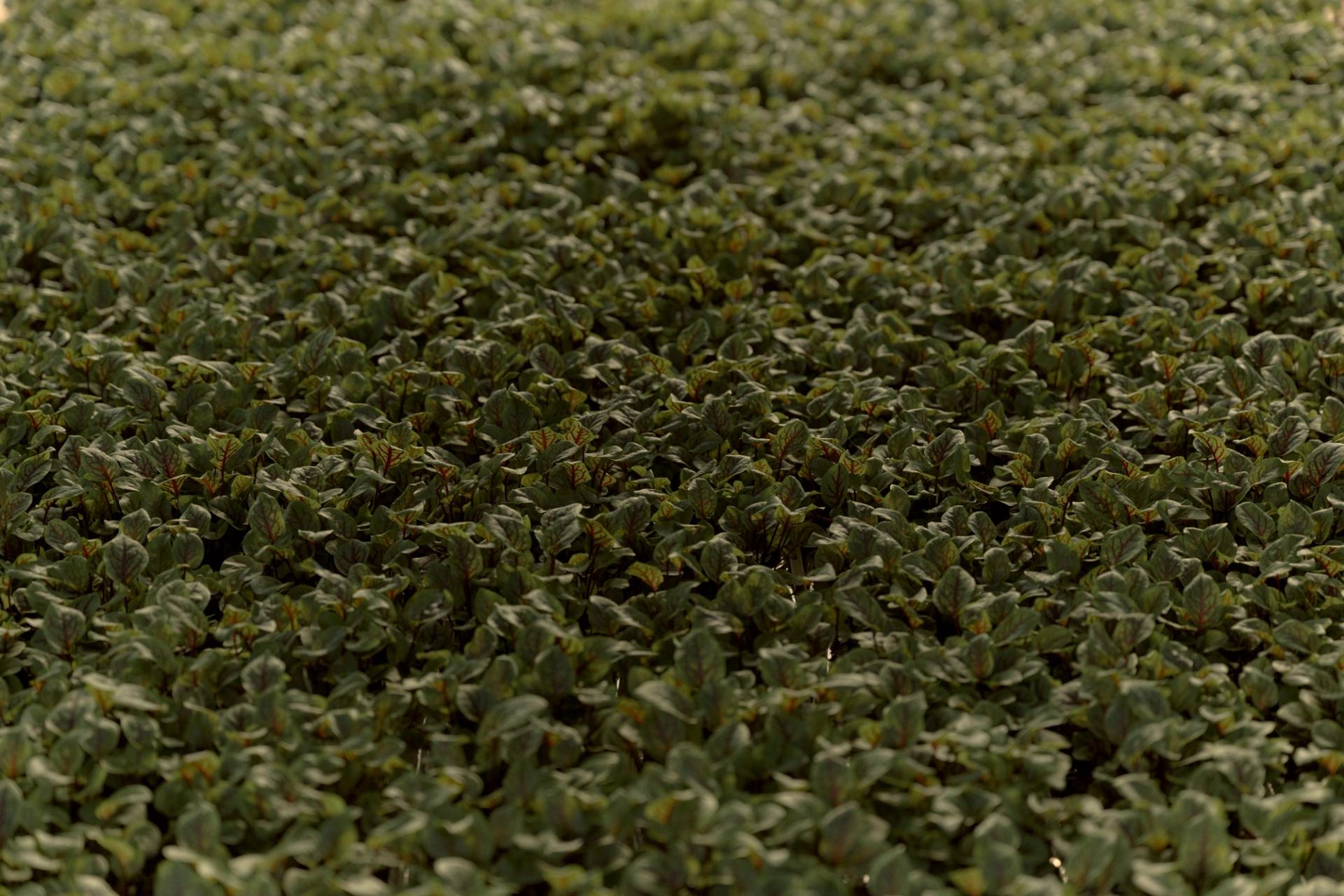 Field of micro herbs.