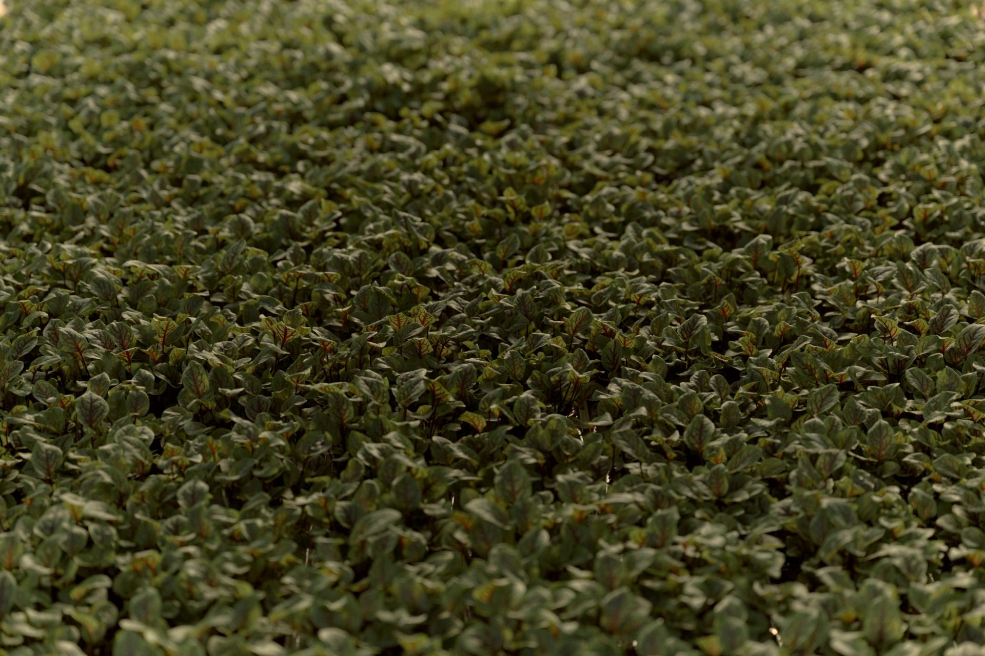 Field of micro herbs.