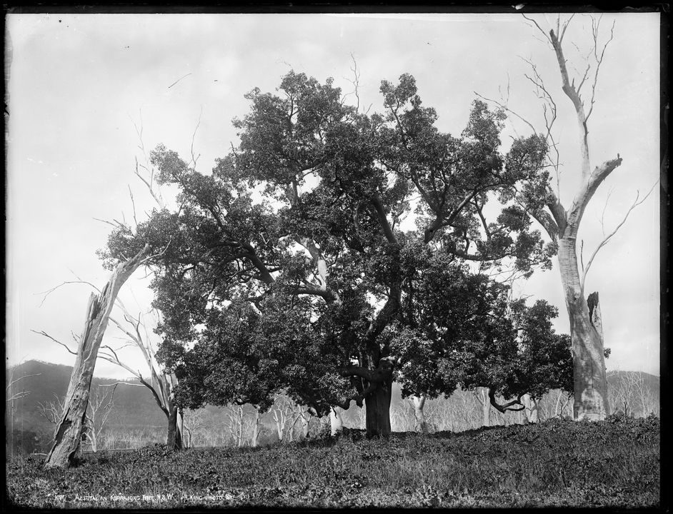 Silver gelatin dry plate glass negative in landscape format of a large kurrajong tree in a paddock.