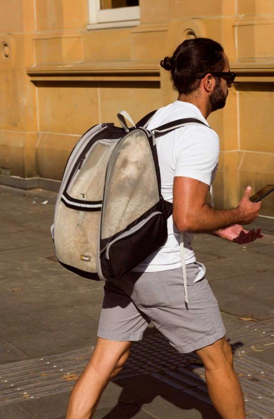 A figure with a large pet-backpack and a caramel coloured dog in the backpack.