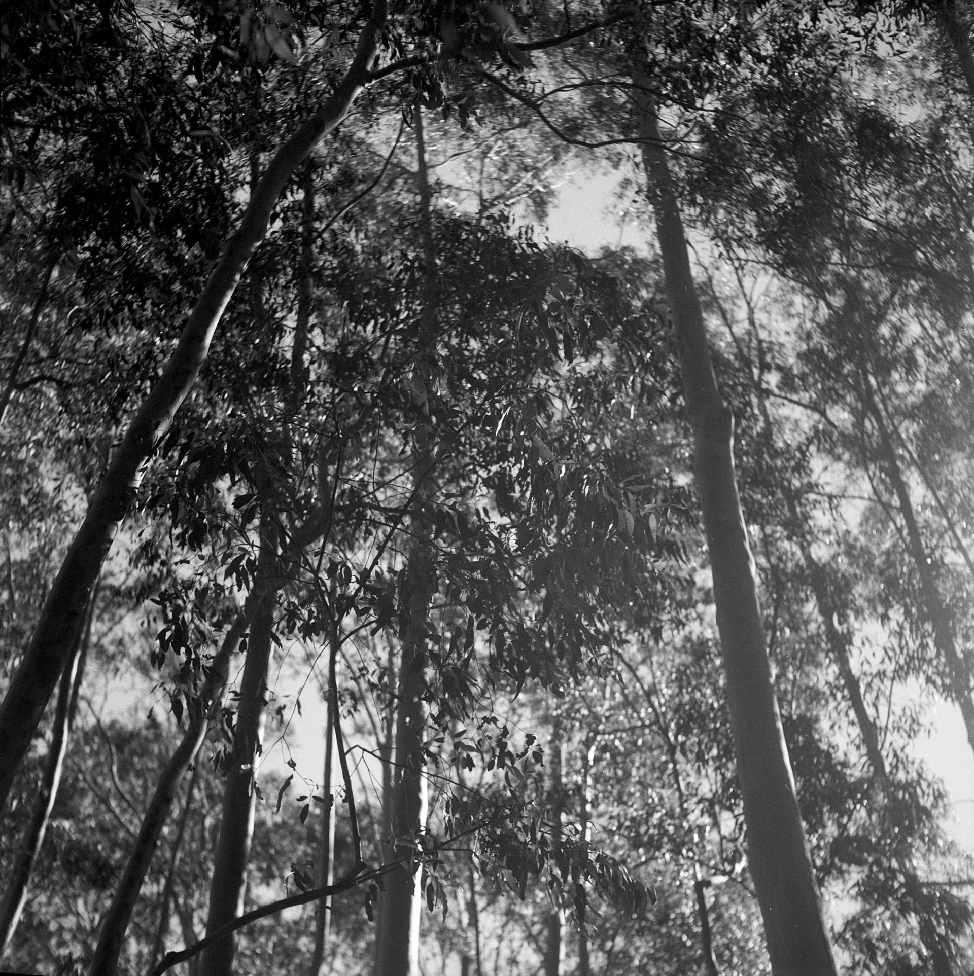 Trees.