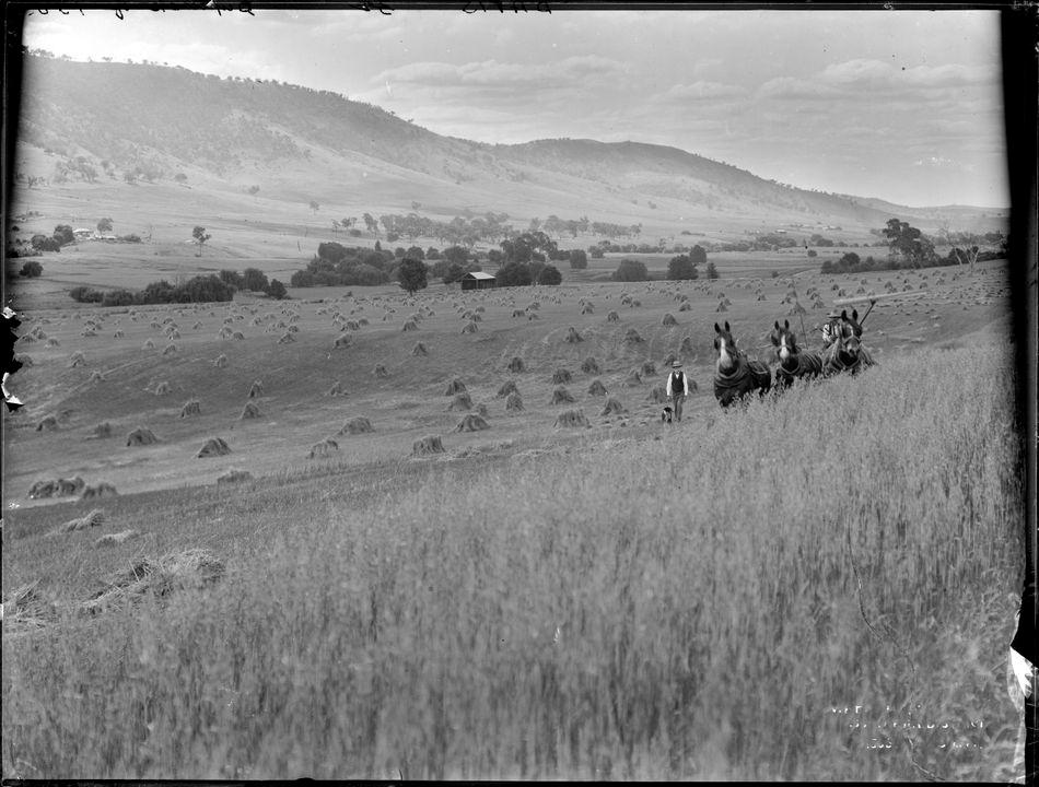 Glass plate negative of a wheat farm. Three horses, a man and his dog can be seen in the distance.