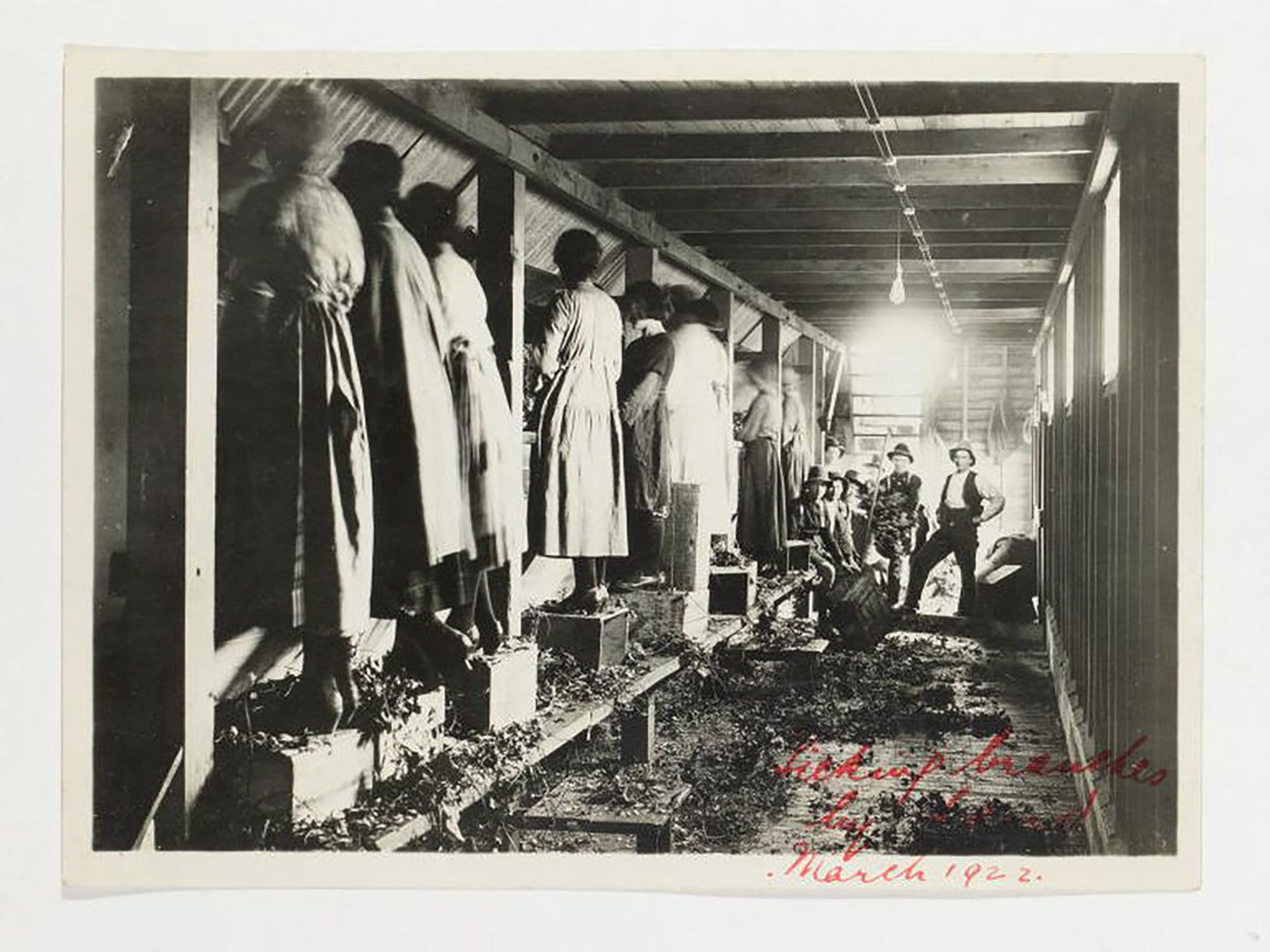 Photograph, part of Tooth and Co collection, black and white print, women picking hop branches, paper, photographer unknown, Tasmania, Australia, March 1922