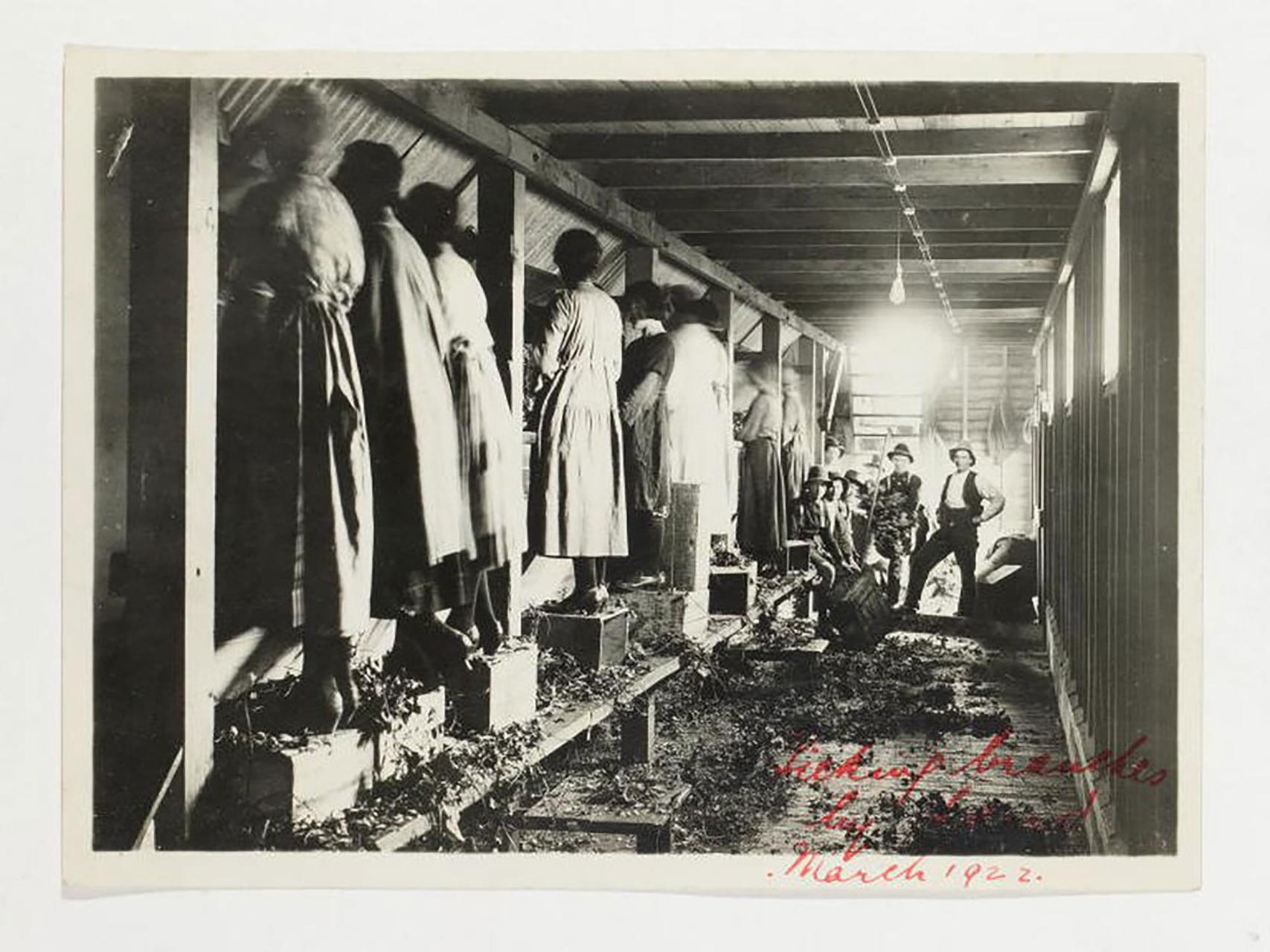 Photograph, part of Tooth and Co collection, black and white print, women picking hop branches, paper, photographer unknown, Tasmania, Australia, March 1922