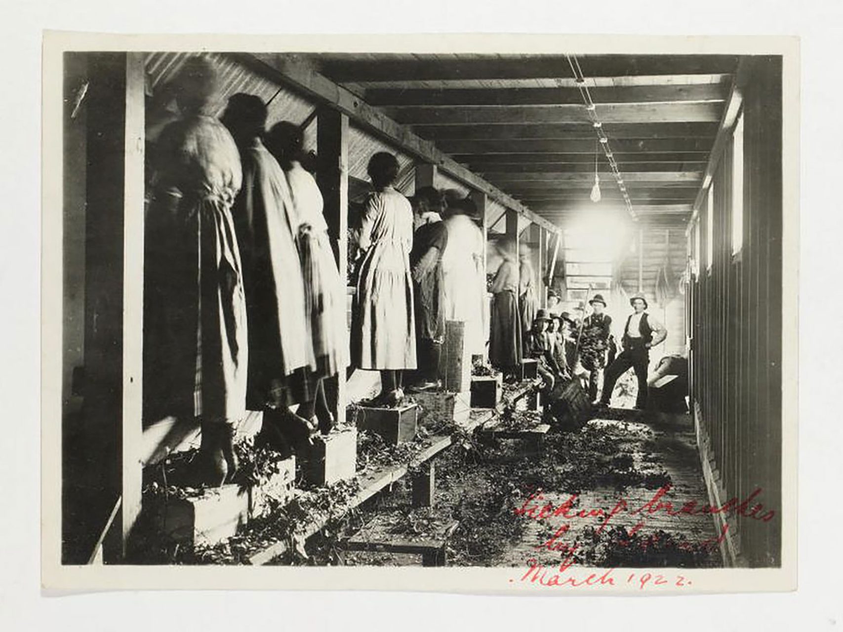 Photograph, part of Tooth and Co collection, black and white print, women picking hop branches, paper, photographer unknown, Tasmania, Australia, March 1922