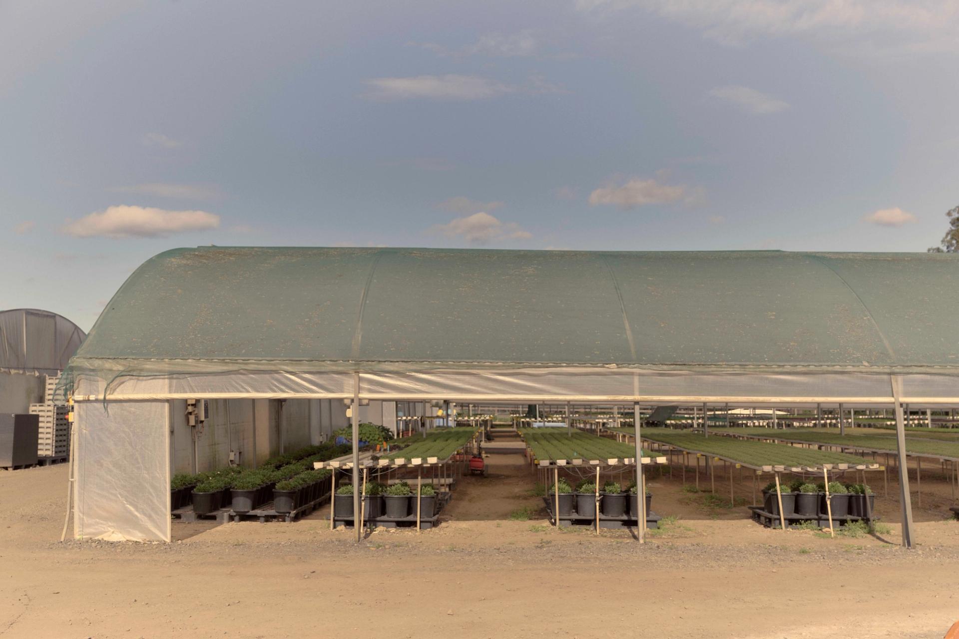 Tables of herbs under a greenhouse.
